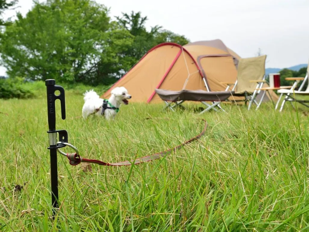 Dog Lead Anchor 50