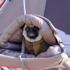 Dog Ofuton Sleeping Bag